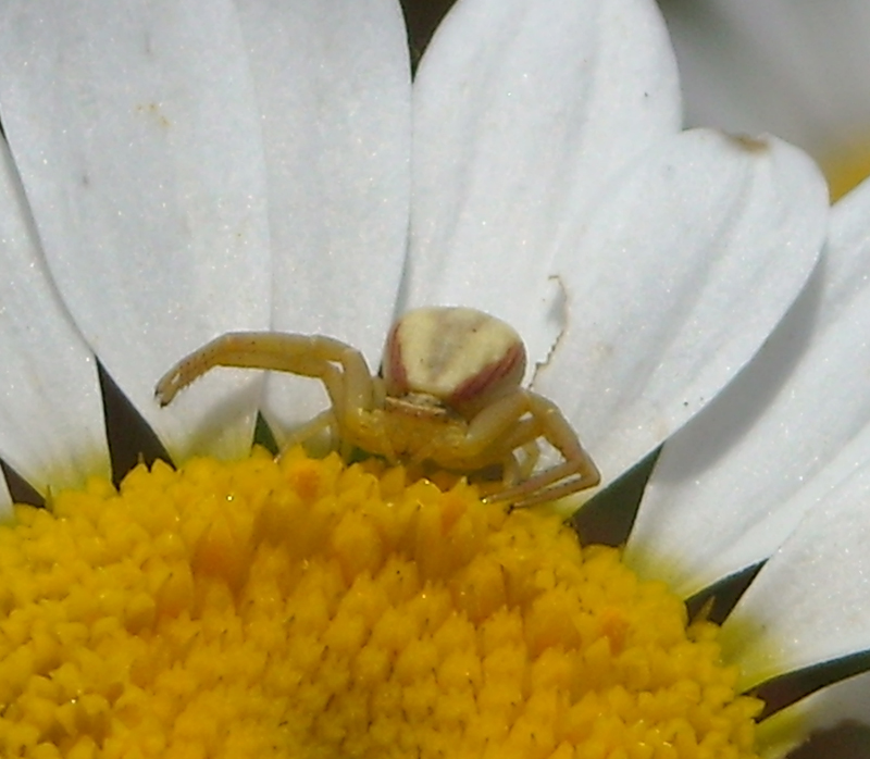 Conferma per Tomisidi e Cheiracanthium